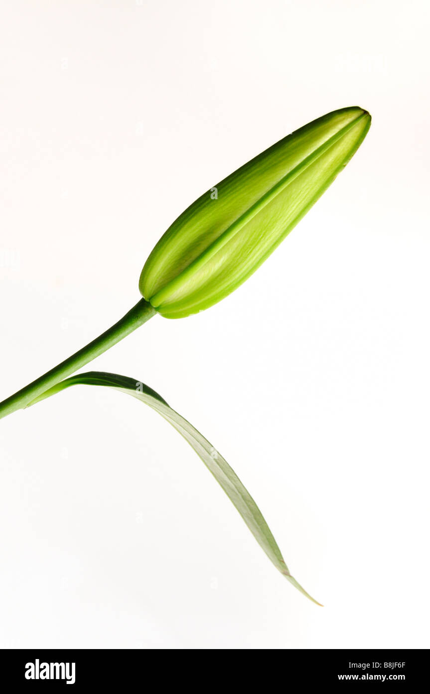 Lily bud détail avec feuille verte - isolated on white Banque D'Images