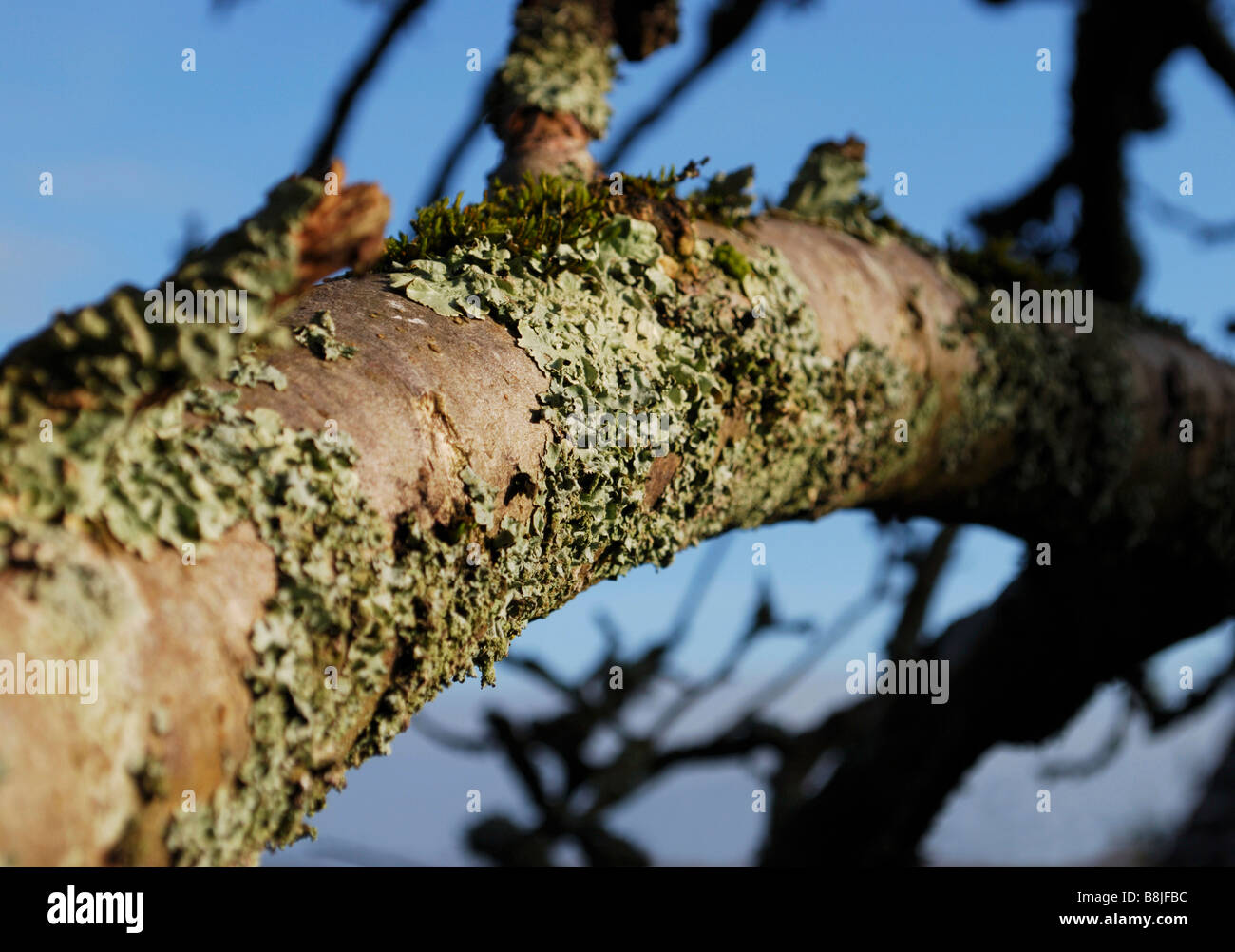 Les lichens poussant sur un pommier au printemps, Dorset, Angleterre Banque D'Images