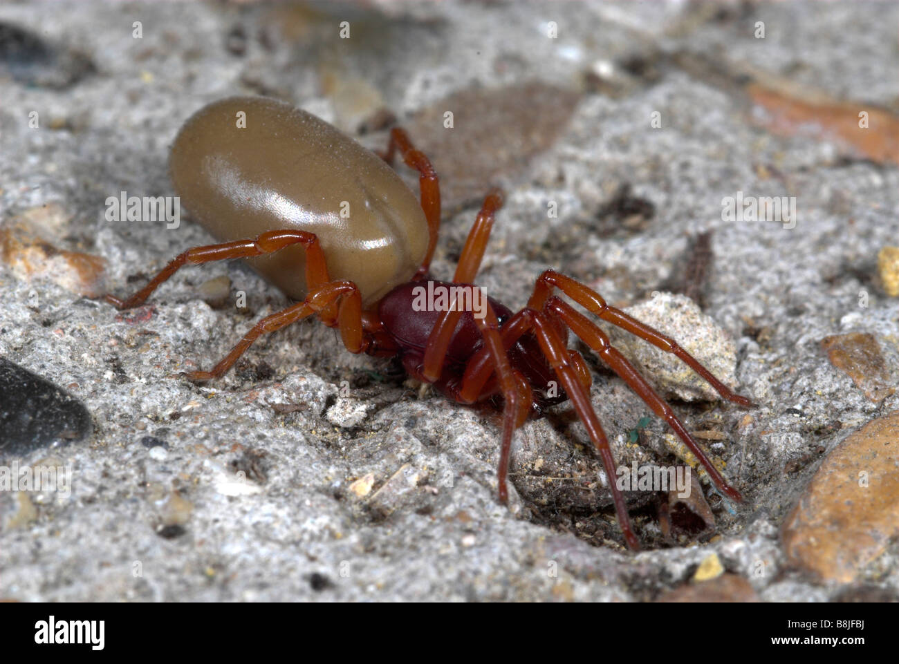 Araignée Dysdera crocata UK cloporte Banque D'Images