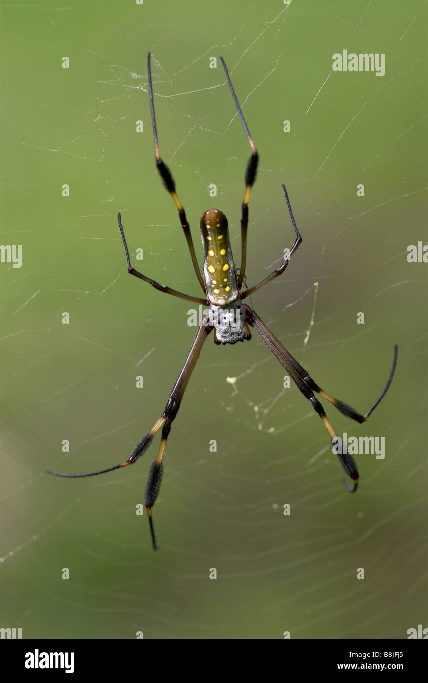 Araignée Nephila clavipes Golden silk Costa rica Banque D'Images