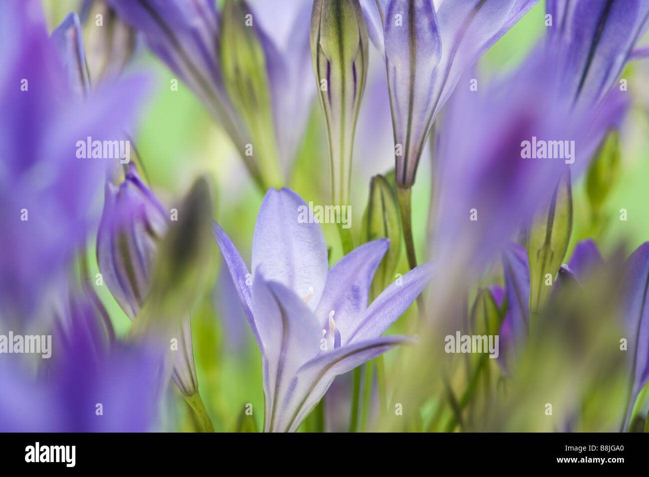 Le Triteleia laxa ou Brodiaea laxa fleurs bleu-violet pâle dressées en close up doucement teintée selective focus Banque D'Images