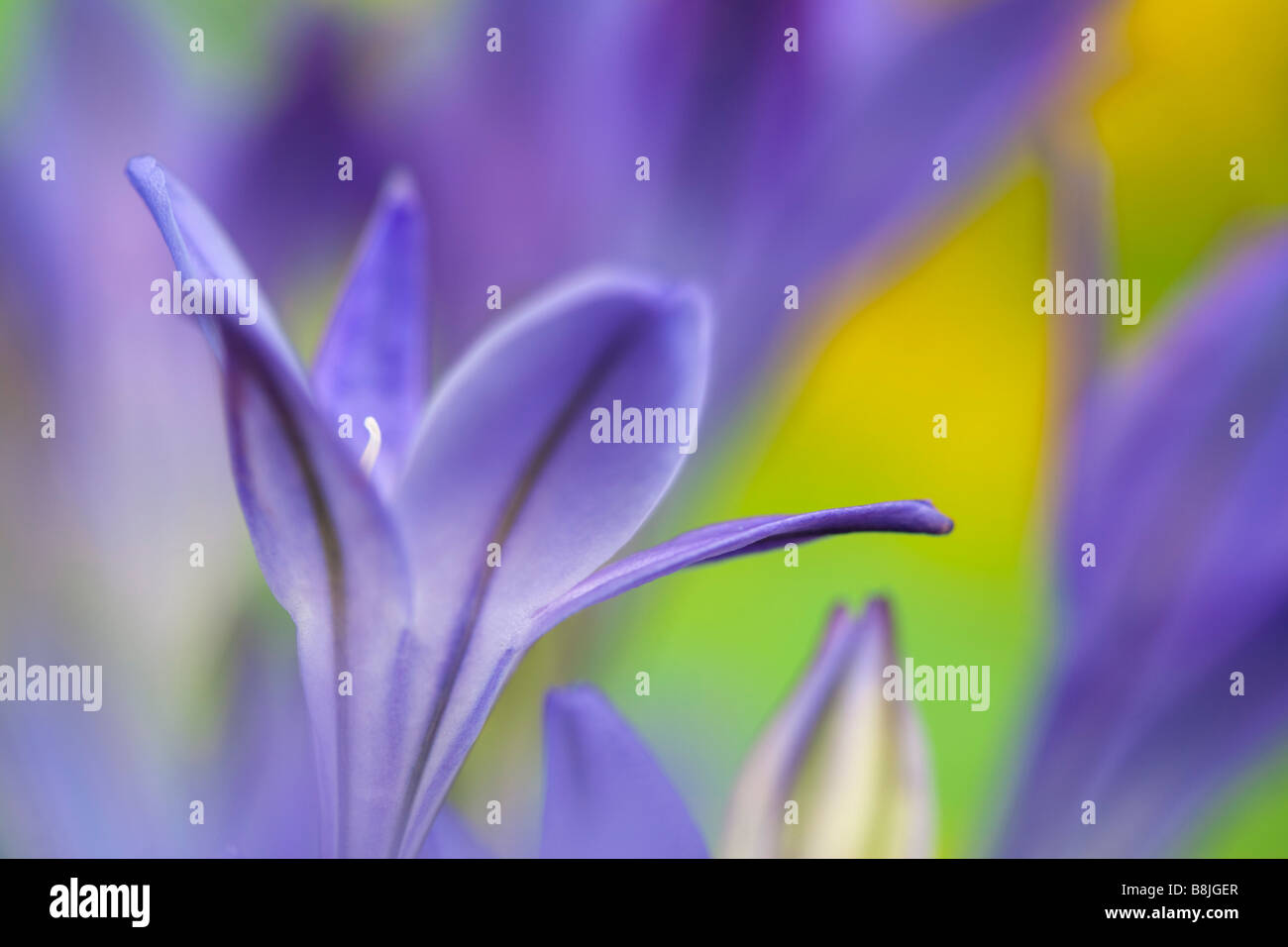 Le Triteleia laxa ou Brodiaea laxa appelé aussi Grassnut triplet 'lily' et 'la lance' Ithuriel Banque D'Images