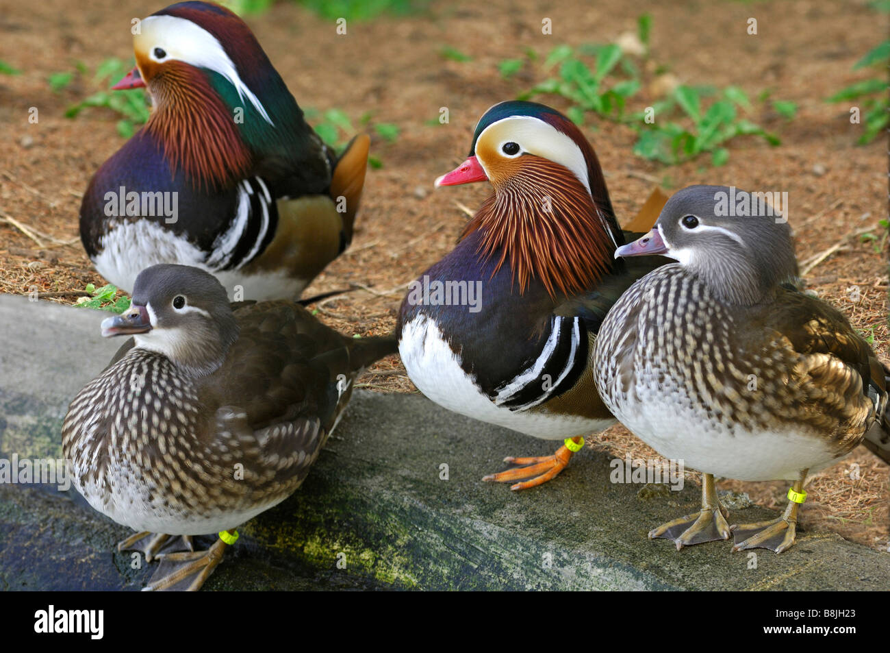 Le Canard Mandarin mâle et femelle, Aix galericulata Banque D'Images