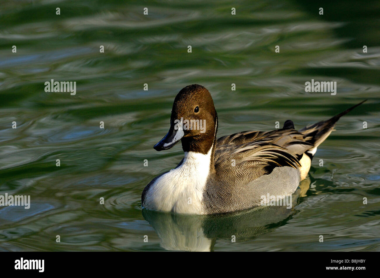 Drake Pintail, Northern Pintail, Anas acuta Banque D'Images