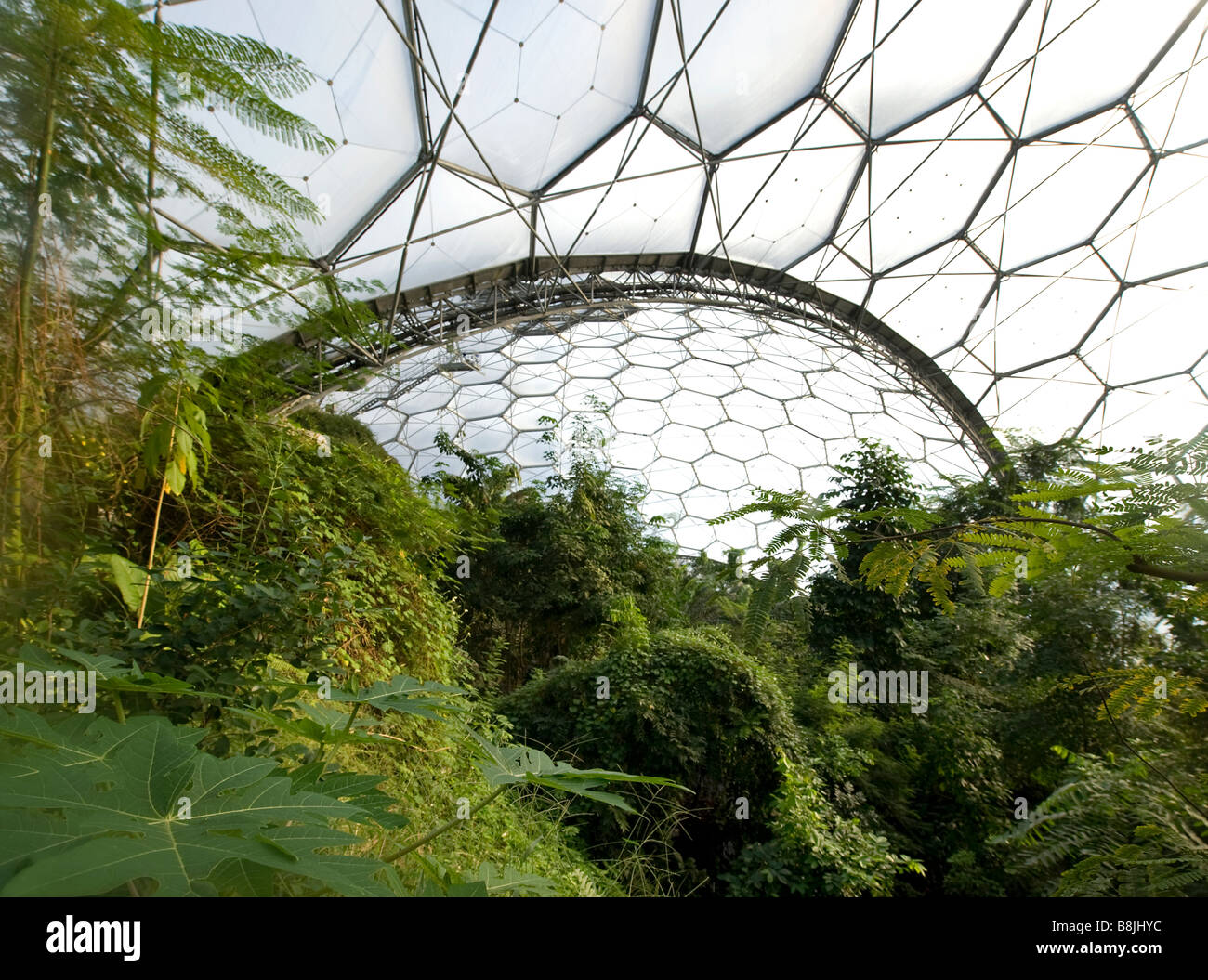 L'intérieur du biome de la forêt tropicale à l'Angleterre Cornwall projet Eden écologique Banque D'Images
