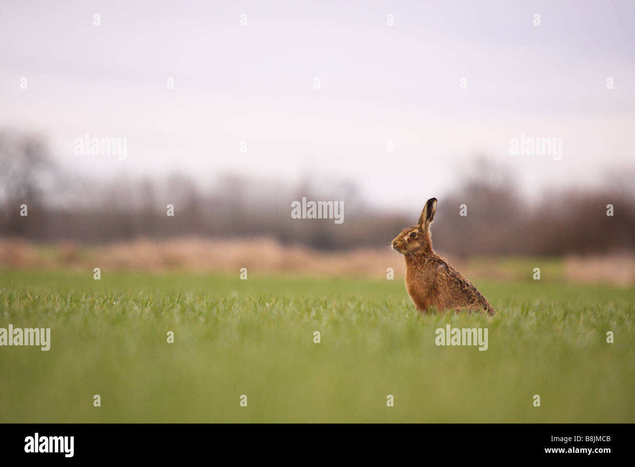 Brown ou lièvre d'Europe Lepus europaeus alerte dans un champ arable agriculteurs Banque D'Images