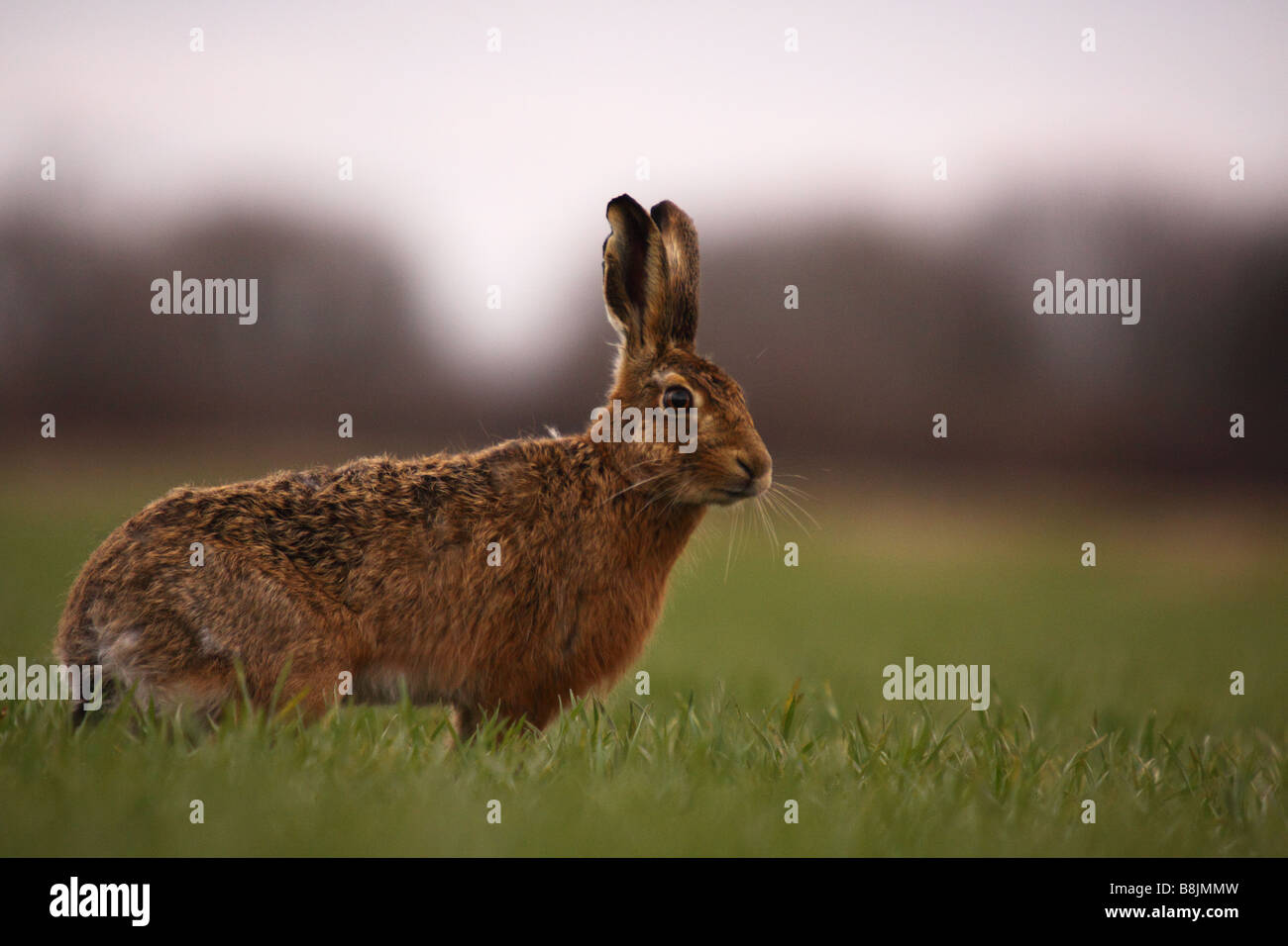 Brown ou lièvre d'Europe Lepus europaeus alerte dans un champ arable agriculteurs Banque D'Images