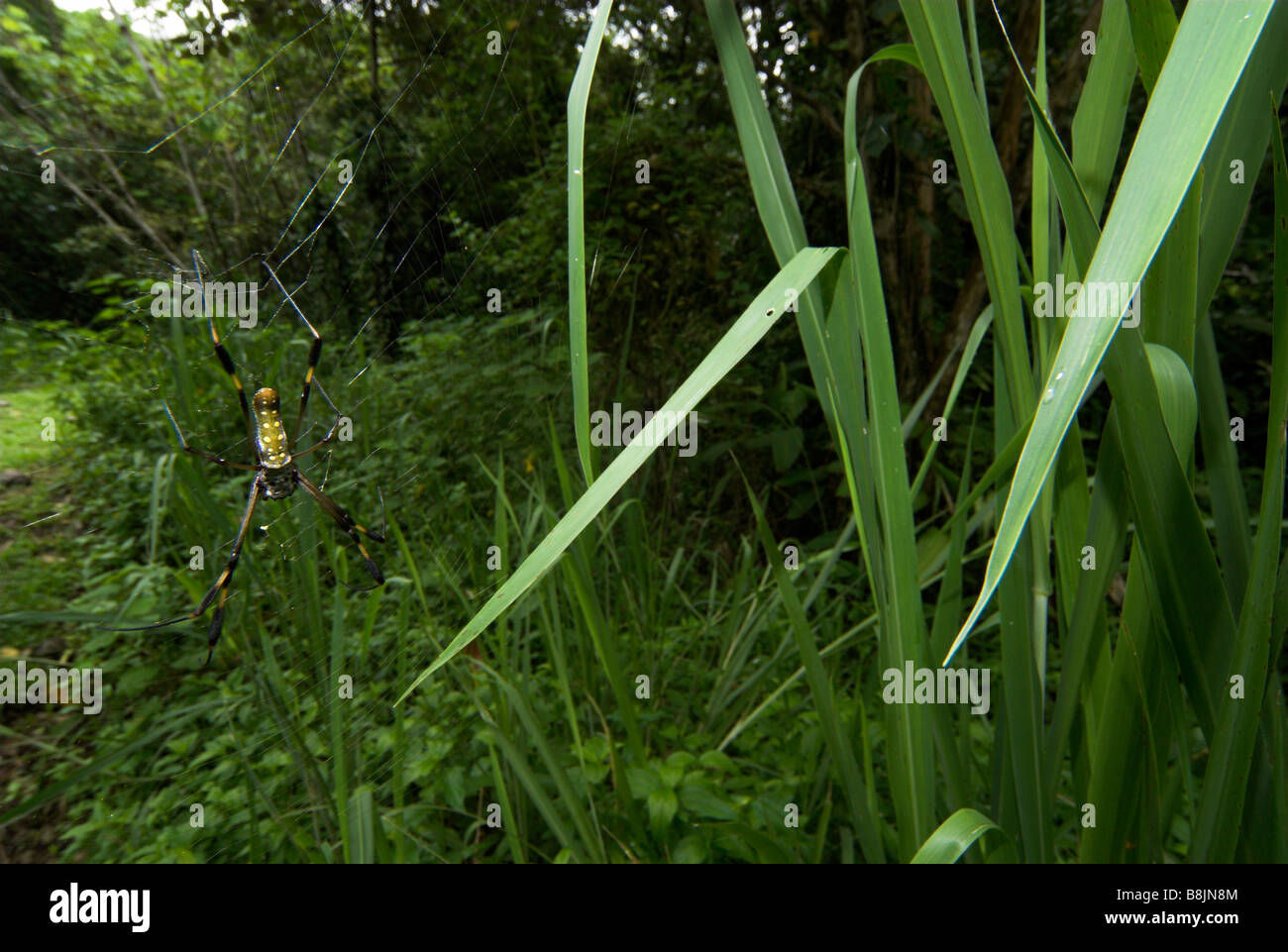 Araignée Nephila clavipes Golden silk Costa rica Banque D'Images