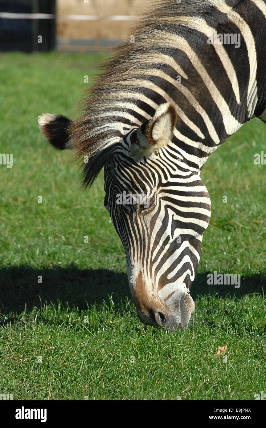 Chapmans Zebra à pâturage Le Woburn Safari Park dans le Bedfordshire Banque D'Images