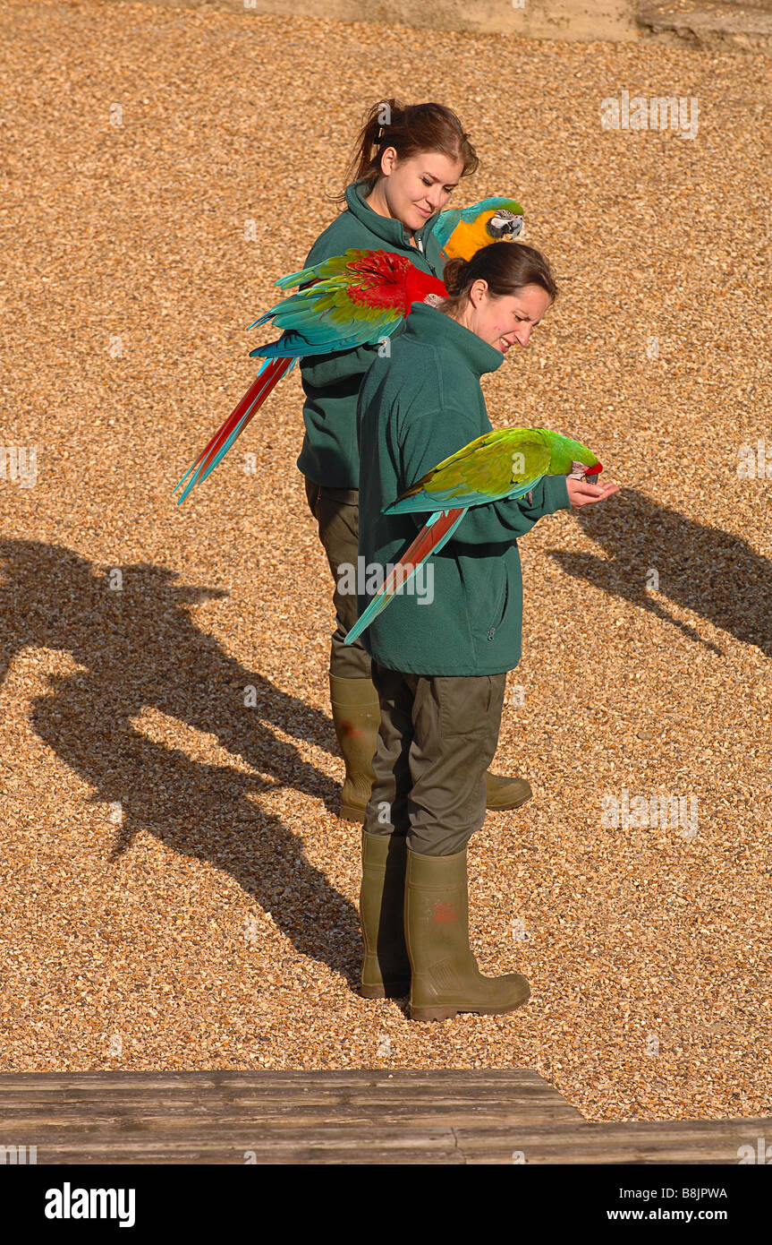 Employés avec certains Aras prêt à voler à Woburn Safari Park dans le Bedfordshire Banque D'Images