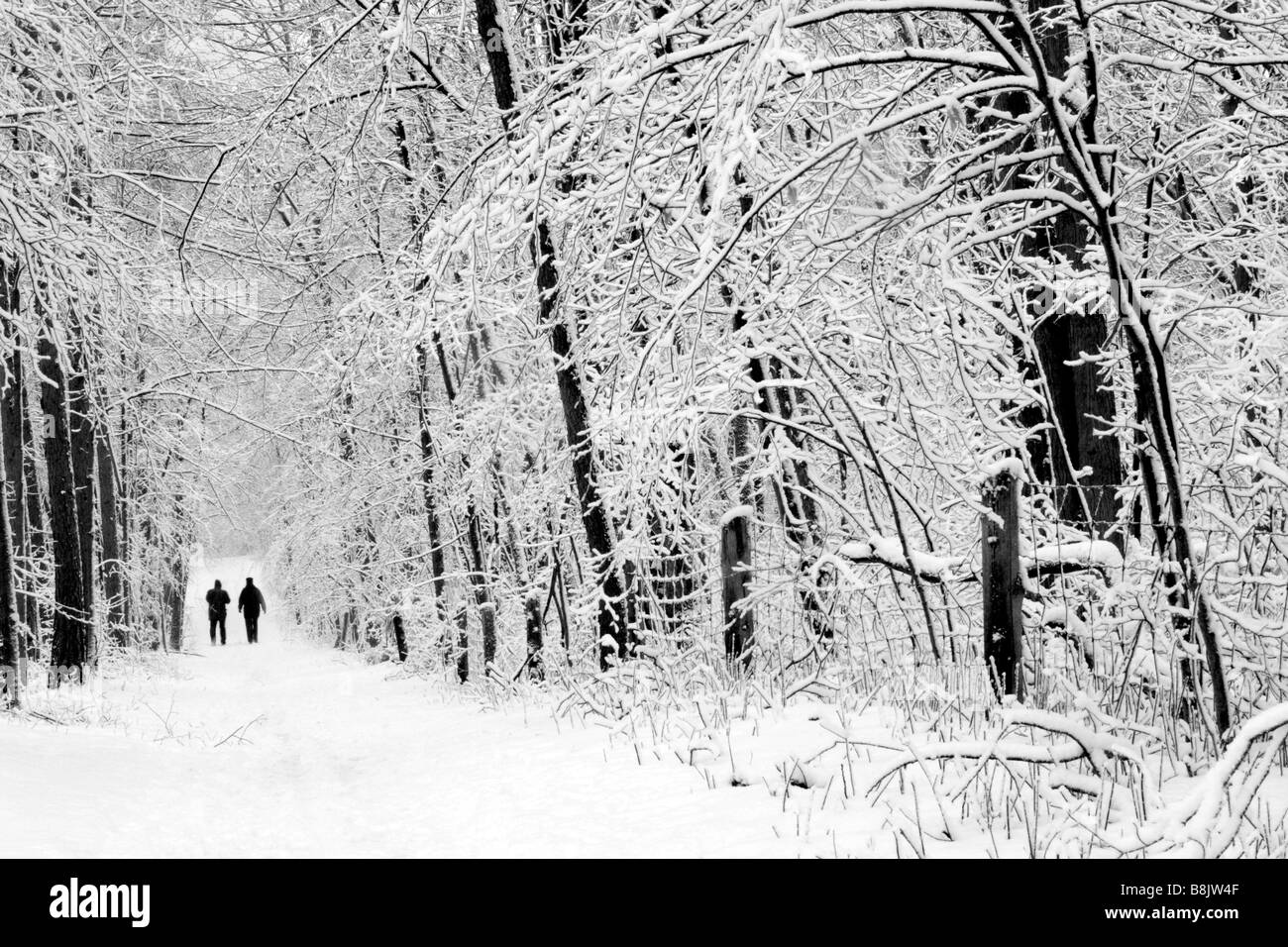Quelques promenades le long d'un chemin à travers la forêt bordée d'arbres couverts de neige en hiver. Banque D'Images