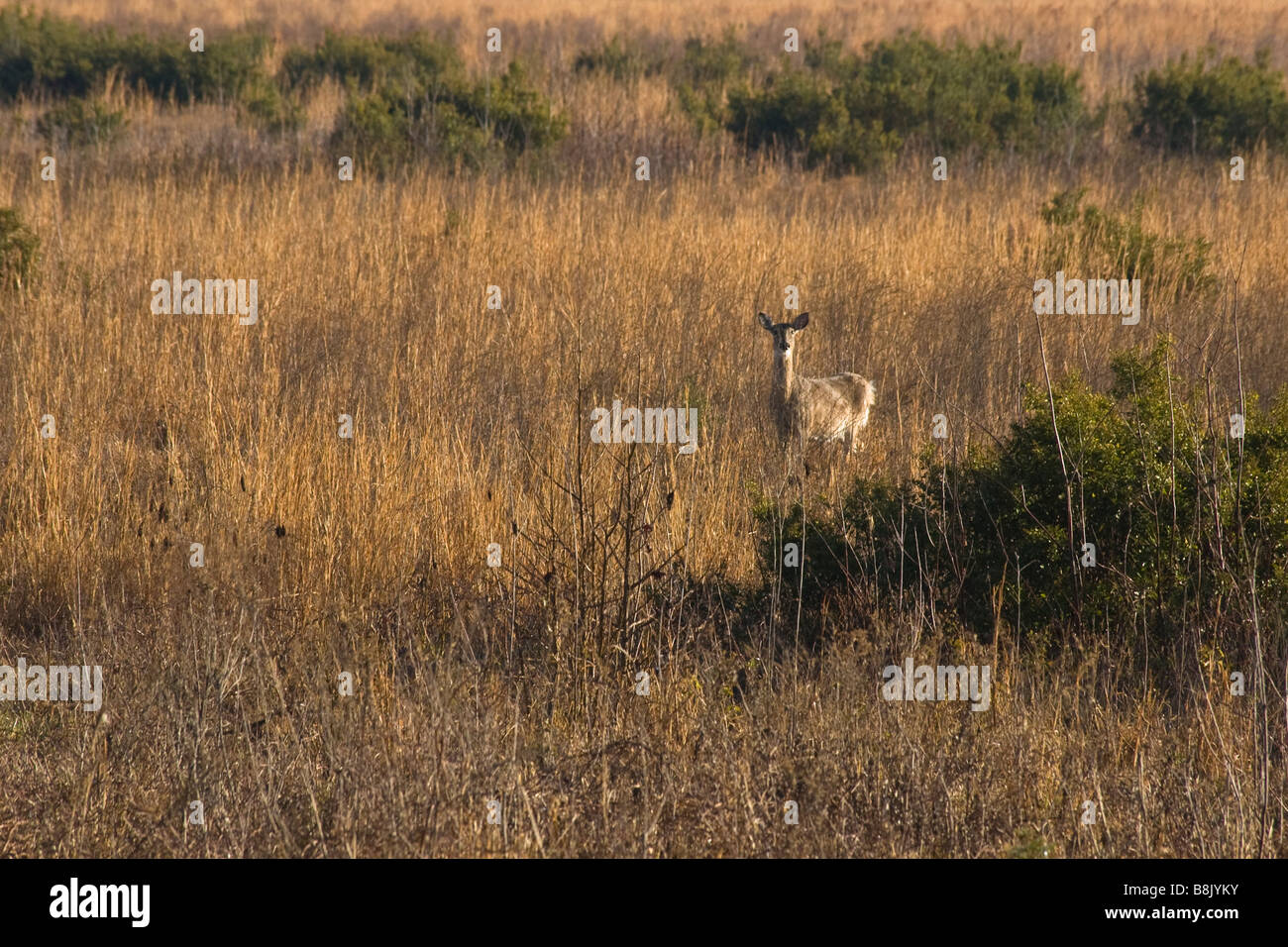 Deer Paynes Prairie Preserve State Park à Micanopy Gainesville près de Florida Banque D'Images