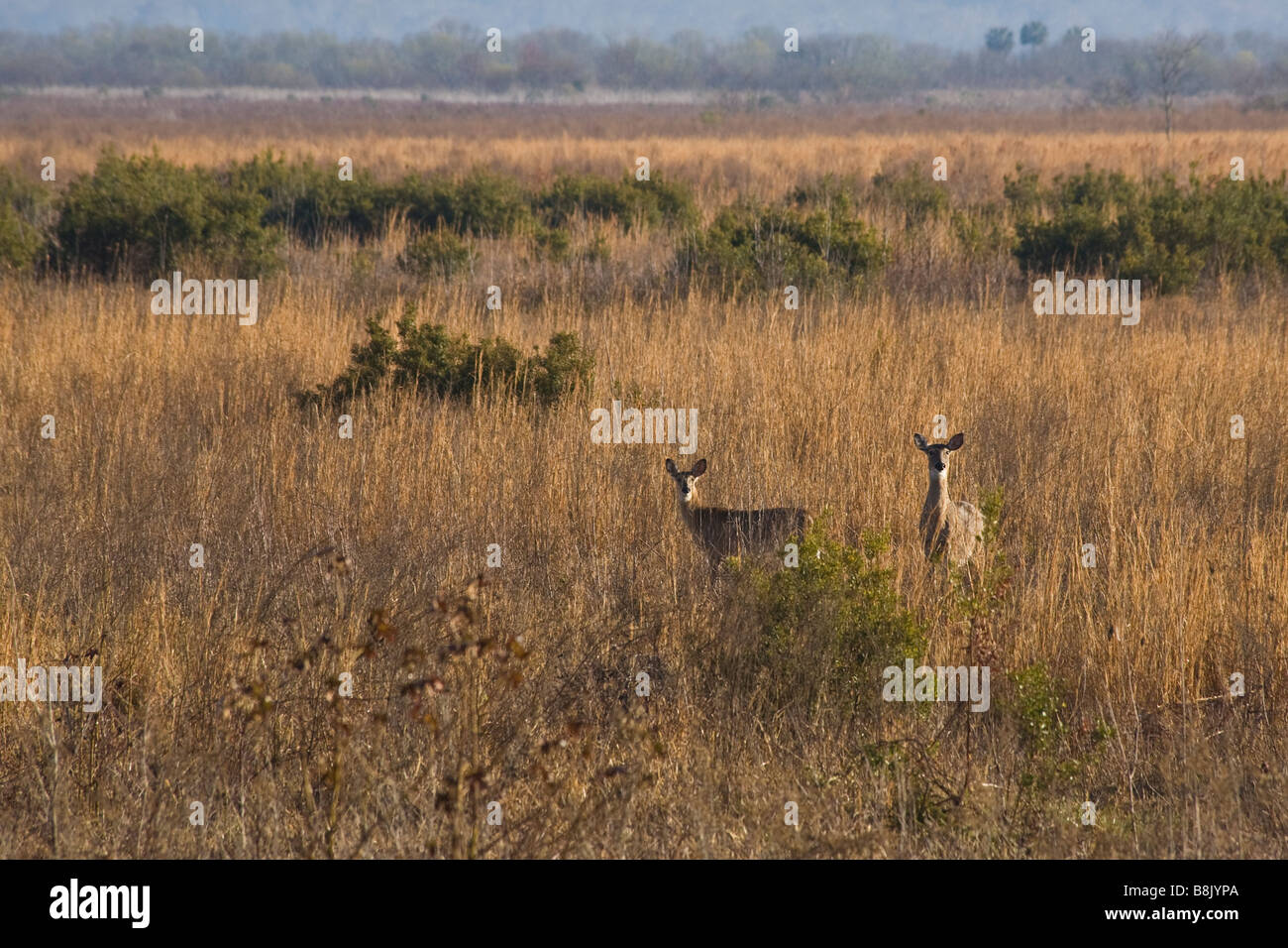 Deer Paynes Prairie Preserve State Park à Micanopy Gainesville près de Florida Banque D'Images