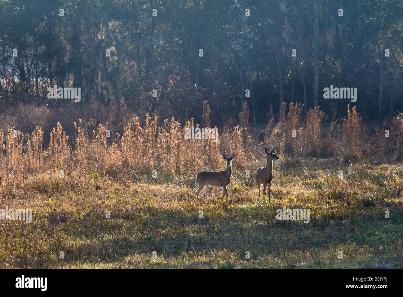 Deer Paynes Prairie Preserve State Park à Micanopy Gainesville près de Florida Banque D'Images