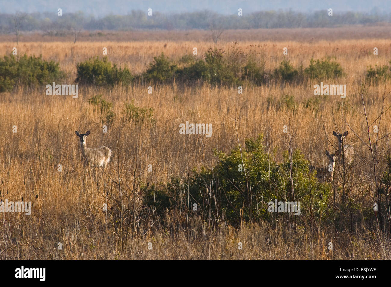 Deer Paynes Prairie Preserve State Park à Micanopy Gainesville près de Florida Banque D'Images