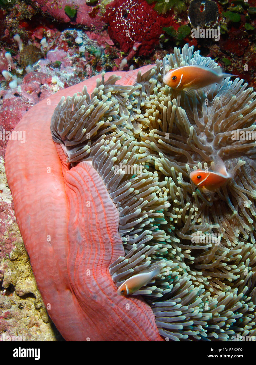 Deux adultes et un juvénile anemonefishes rose cueillette à des tentacules de l'anémone Banque D'Images