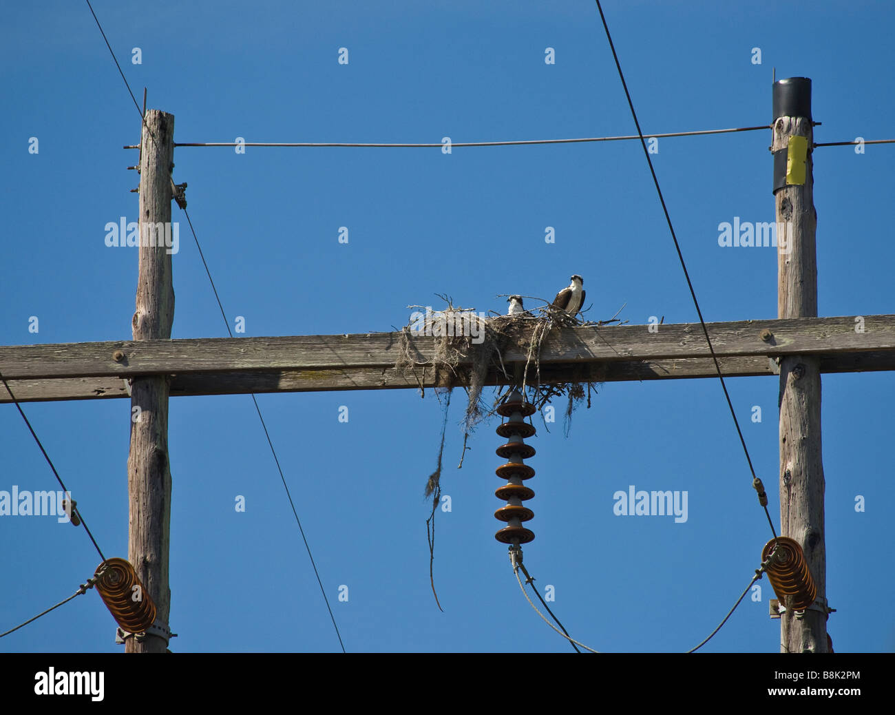 Les balbuzards pêcheurs de nicher sur poteau d'électricité dans la région de Paynes Prairie Preserve State Park à Micanopy Gainesville près de Florida Banque D'Images