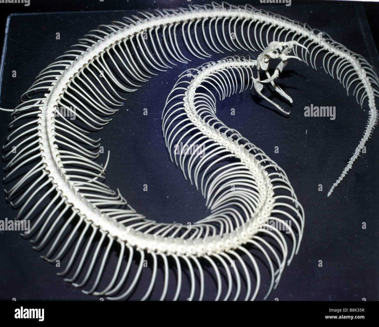 Squelette de serpent Banque D'Images