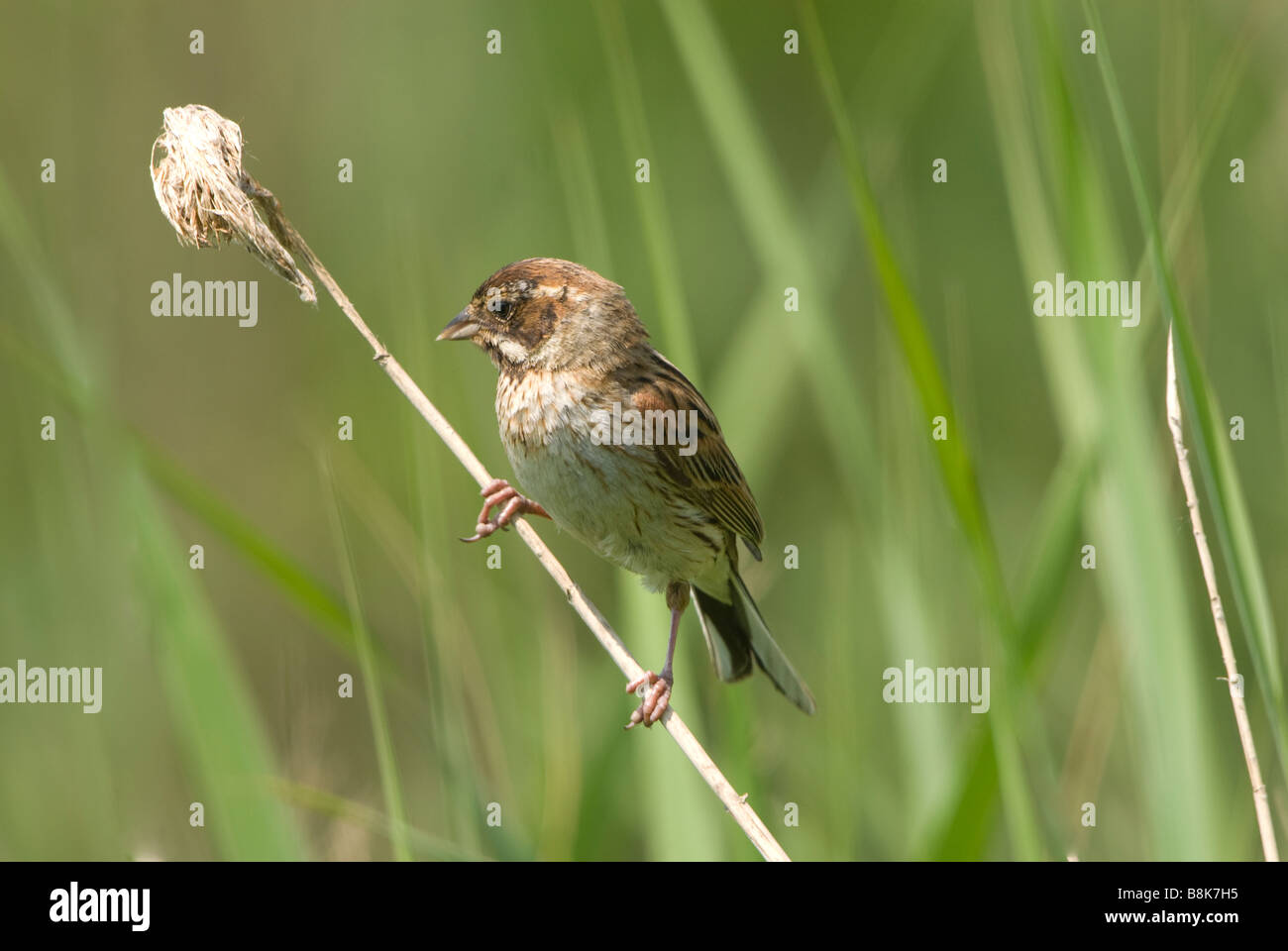 Female reed bunting Banque de photographies et d’images à haute ...