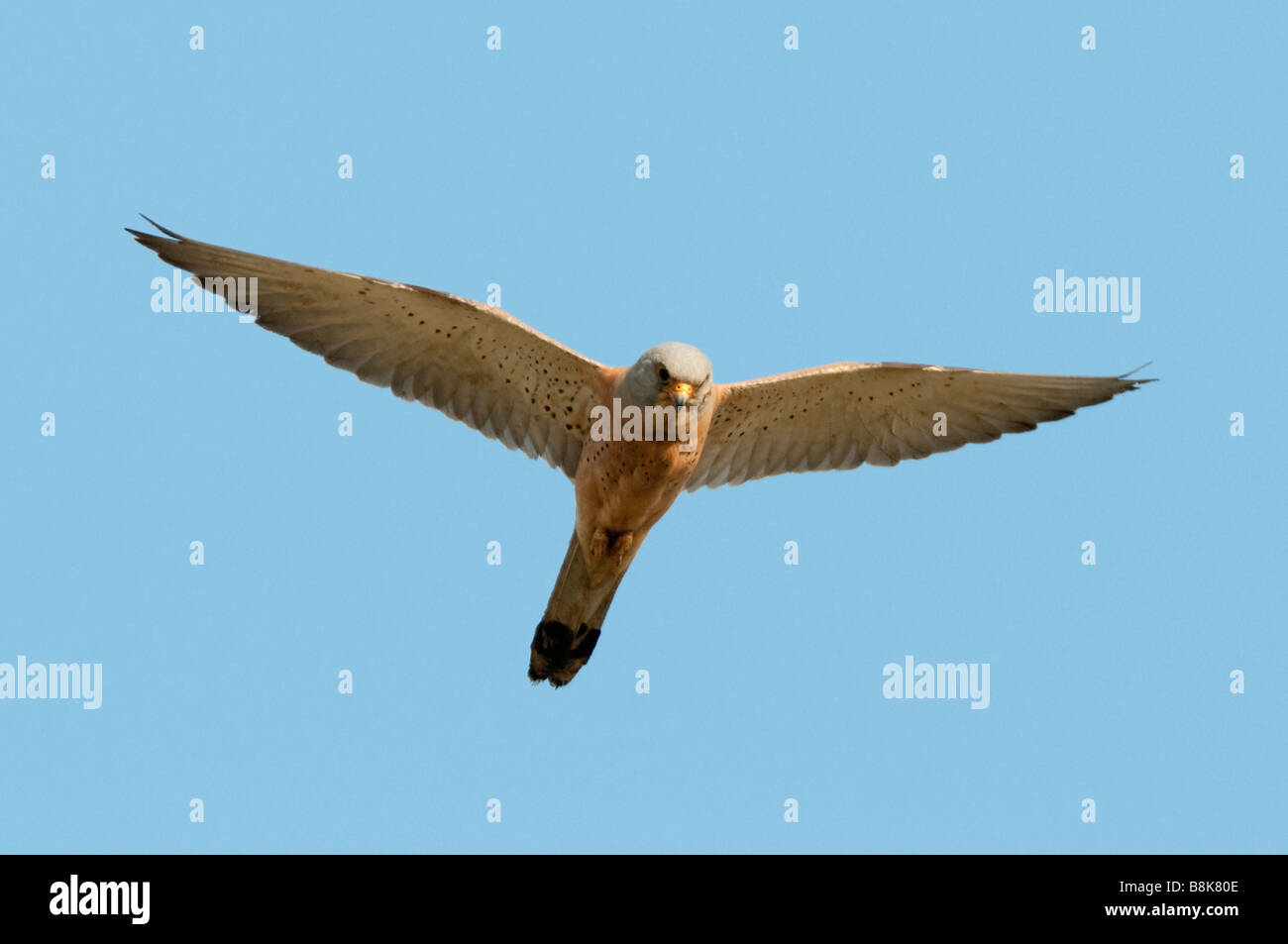 Männl. Rötelfalke (Falco naumanni) - Faucon crécerellette Banque D'Images