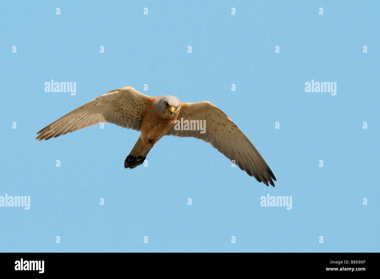 Männl. Rötelfalke (Falco naumanni) - Faucon crécerellette Banque D'Images