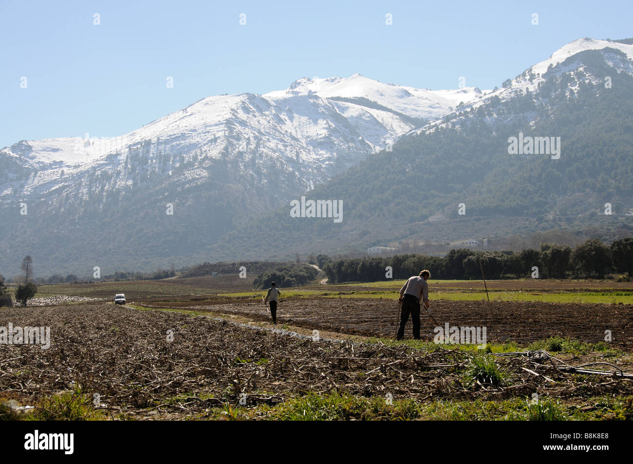 Les travailleurs agricoles les cultures qui poussent sur les terres agricoles hoe près de la ville espagnole de Ventas de Zafarraya et surplombé par les montagnes enneigées Banque D'Images