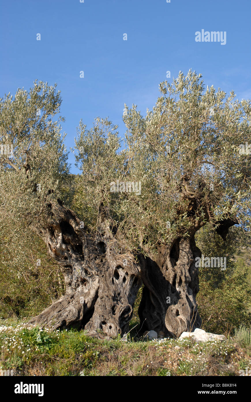 Vieil olivier avec tronc fendu, près de Jalón / Xalo, Province d'Alicante, Communauté Valencienne, Espagne Banque D'Images