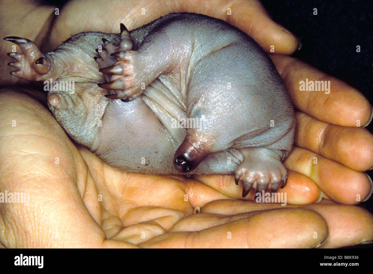 Échidné à nez court, épineuses Anteater (Tachyglossus aculeatus), 40 jours de jeunes détenus par les mains Banque D'Images