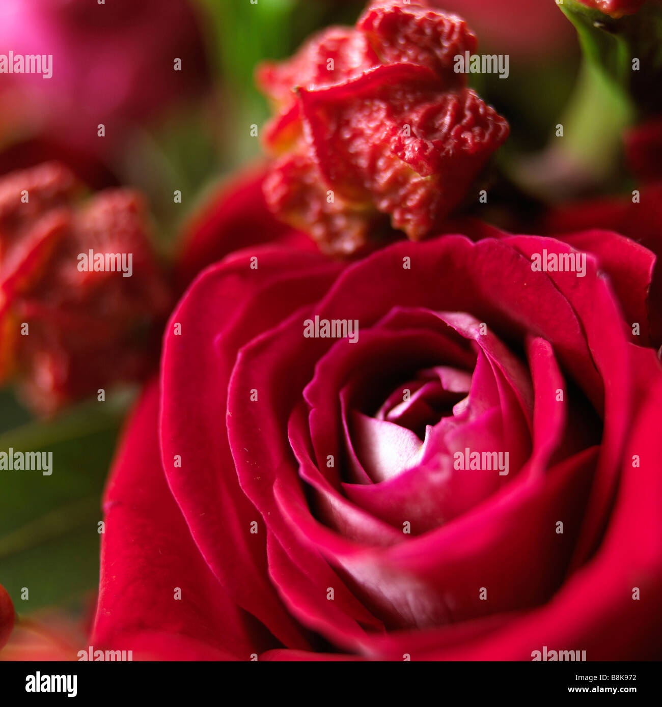 Close-up of roses en pleine floraison Banque D'Images