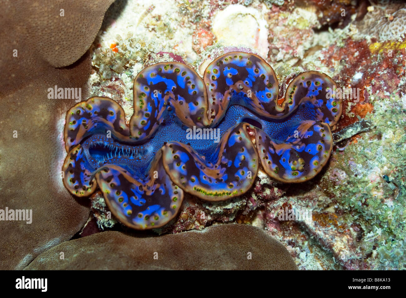 Bénitier Tridacna maxima Maldives l'atoll de l'océan Indien Banque D'Images