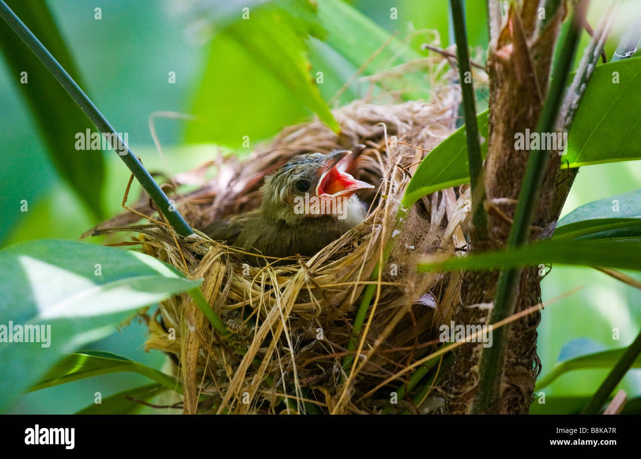 Faim poussin Banque D'Images