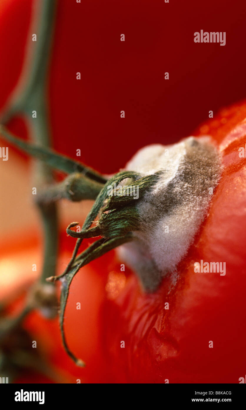 Tomate Moisie Banque D'Images