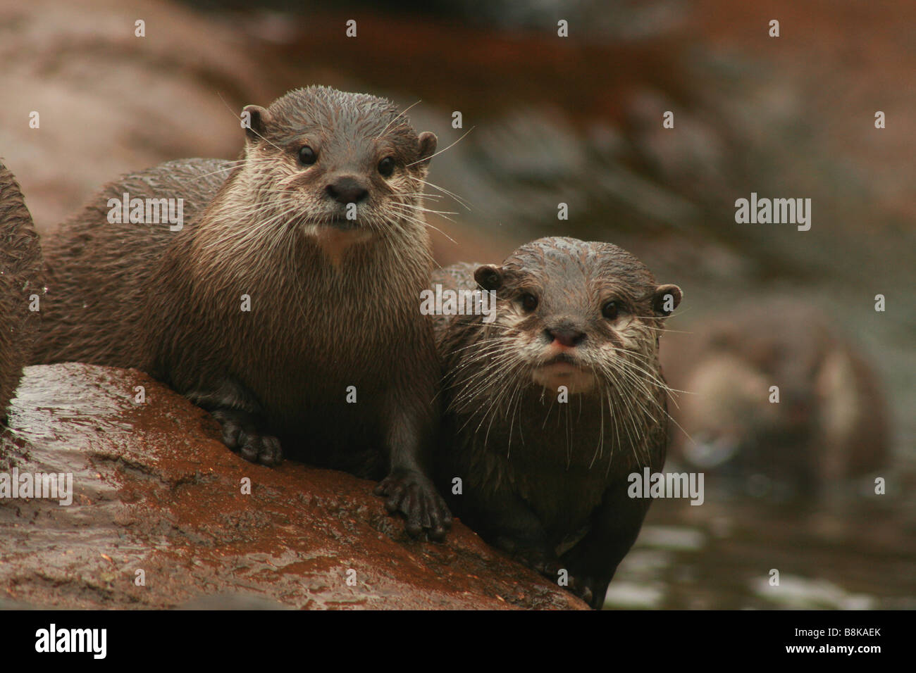 Bref, Oriental, griffé, loutres, Aonyx, cinerea, animal, asiatique, morsure, morsures, piqûres, de mammifères, de jouer, ludique, de jeu, de l'eau, humide, Banque D'Images