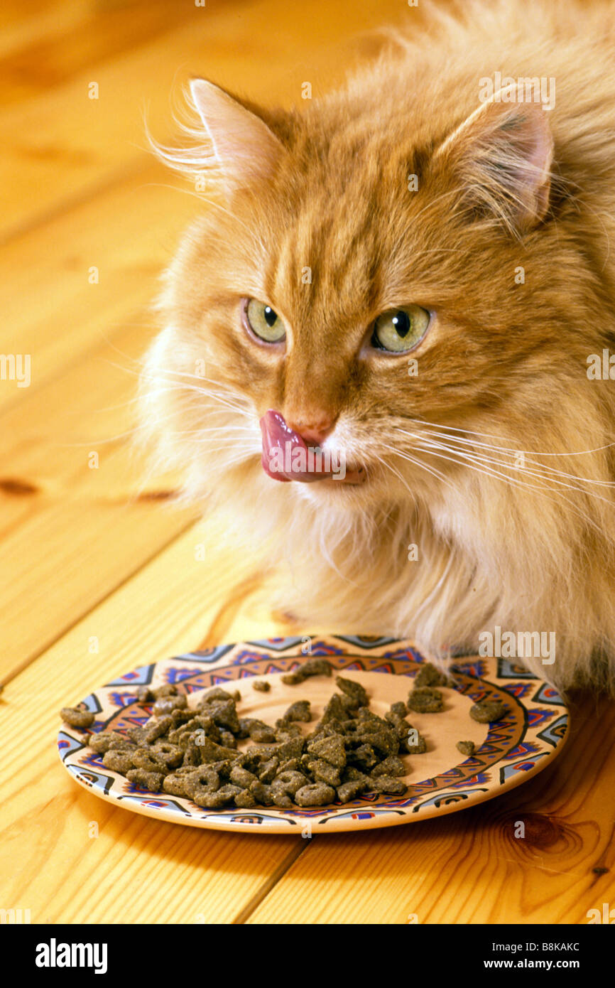 Chat domestique, Red-tabby chat Persan Longhair (Felis catus, Felis silvestris) manger nourriture sèche Banque D'Images