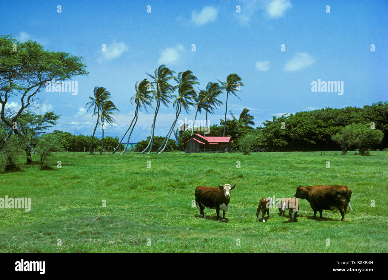 Les pâturages et homestead sur le côté est de l'île de Molokai Hawaii Banque D'Images