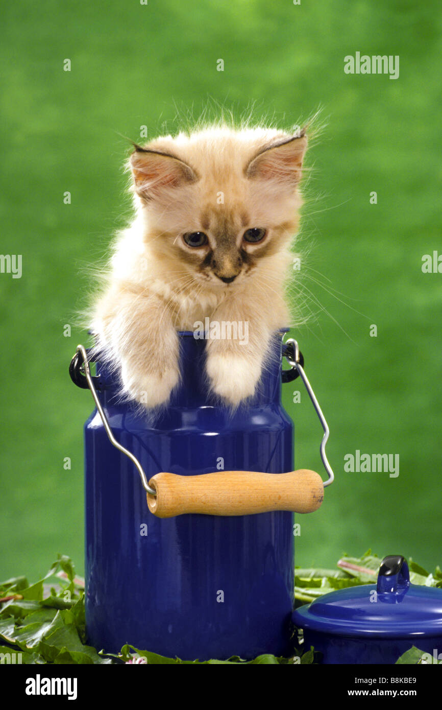 Chat domestique (Felis catus, Felis silvestris), race : Birman, chaton assis dans le lait peut Banque D'Images