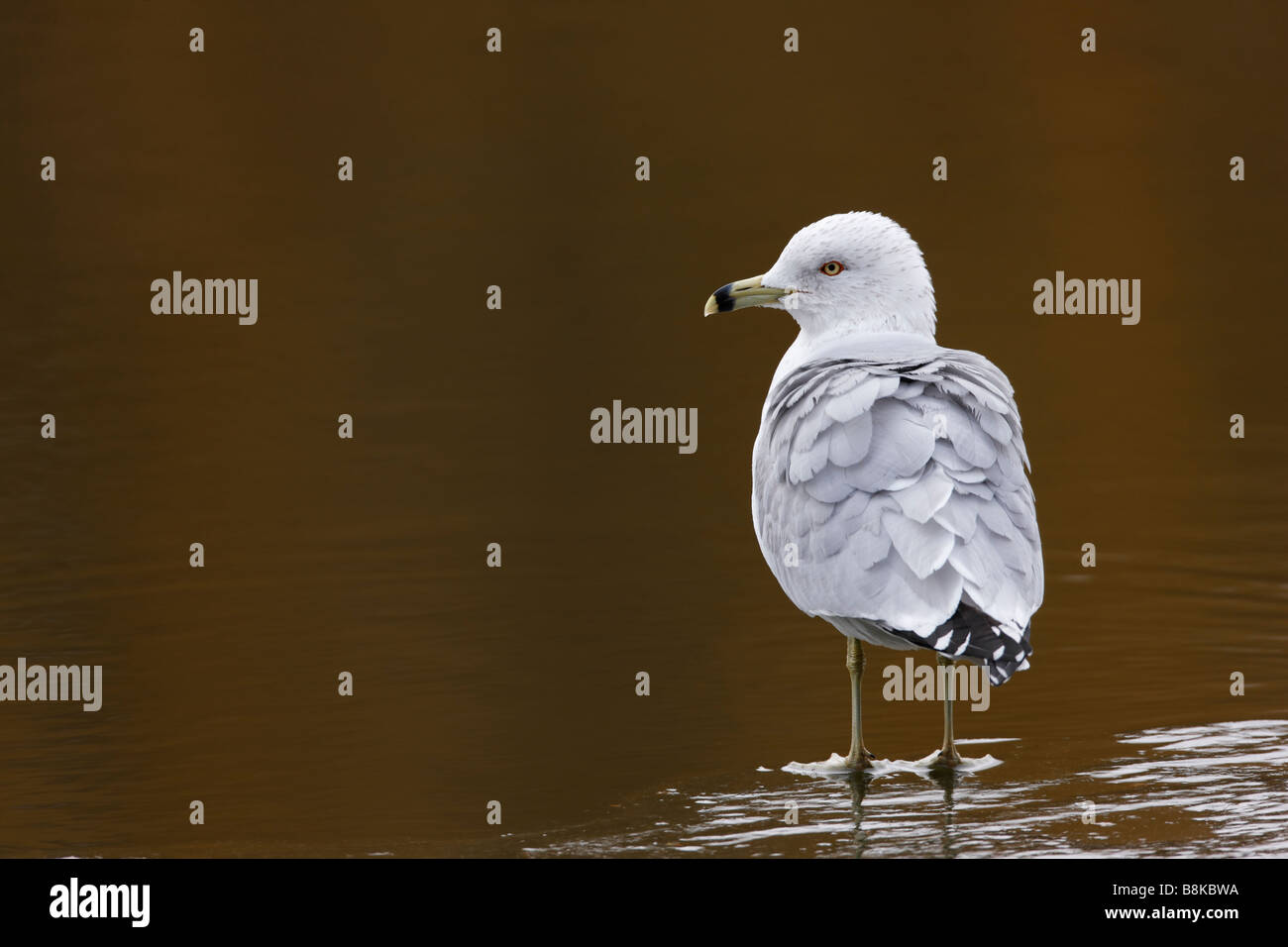 Goéland railleur Larus delawarensis Ring adulte en plumage d'hiver debout sur la glace sur la meer à New York, Central Park Banque D'Images