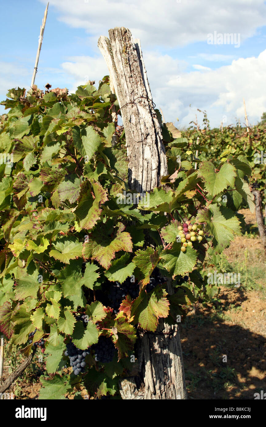Raisins de vigne en Croatie Banque D'Images