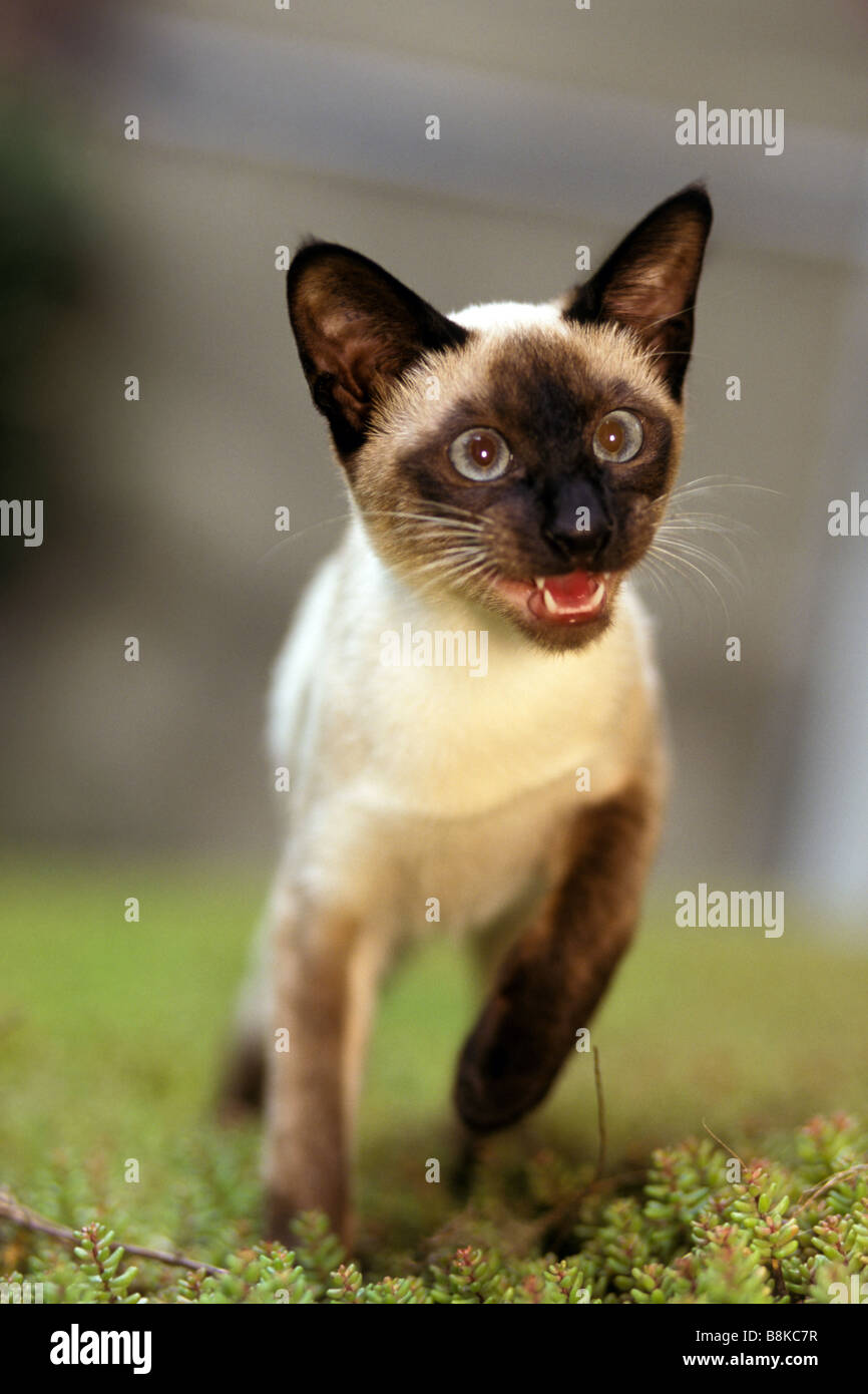 Chat Siamois Banque D Image Et Photos Alamy Chat Siamois Banque D Image Et Photos Alamy