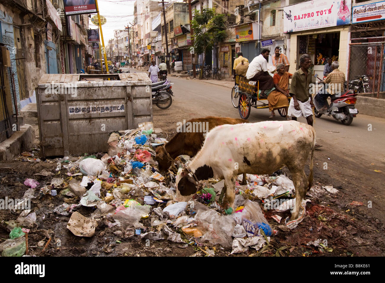 Inde Madurai Tamil Nadu à l'ouest de la rue sur l'alimentation des vaches Avani corbeille à côté de road Banque D'Images