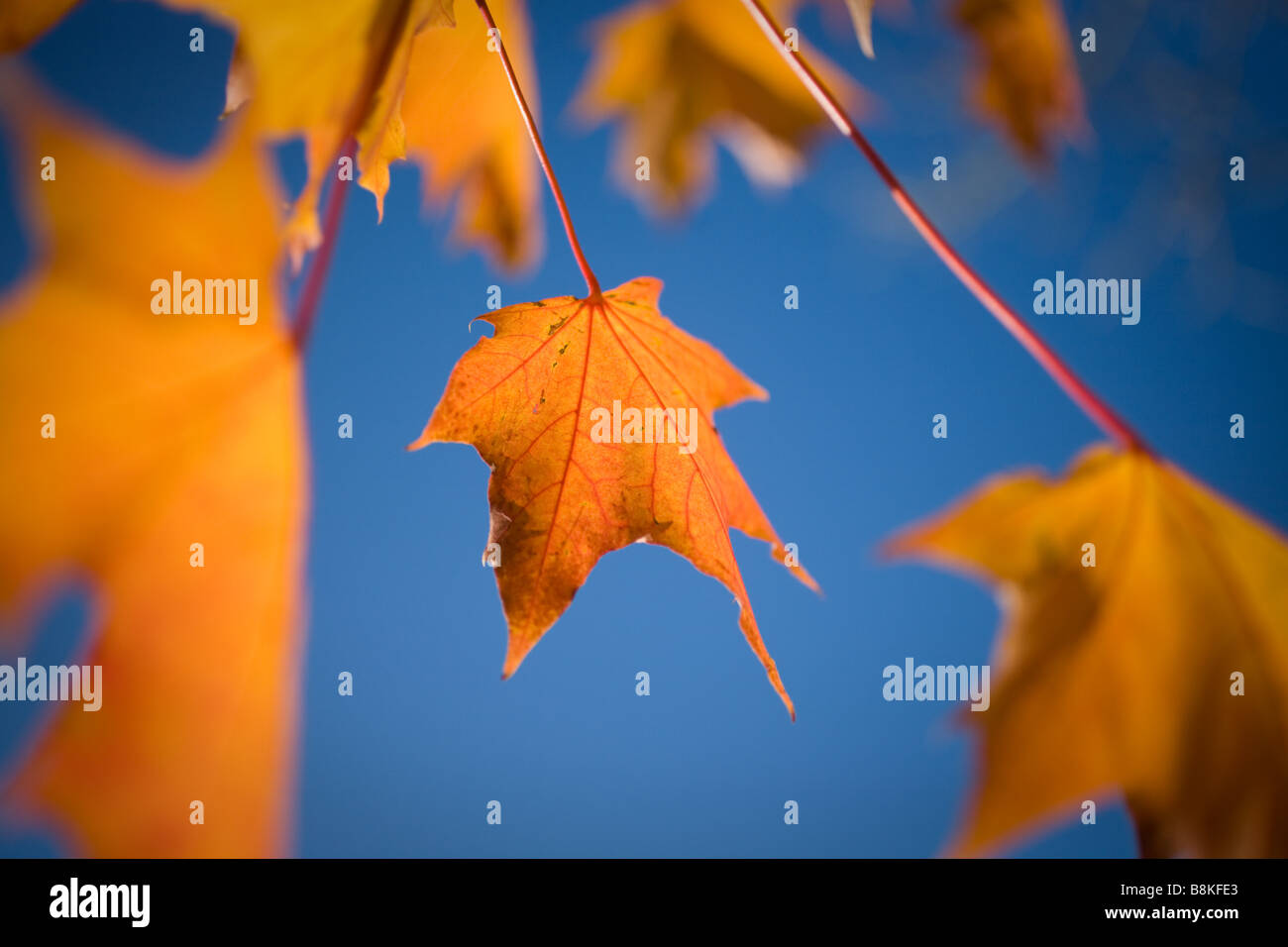 Feuilles d'érable aux couleurs automnales (Noway Maple, Acer plantanoids) contre un ciel bleu clair Banque D'Images