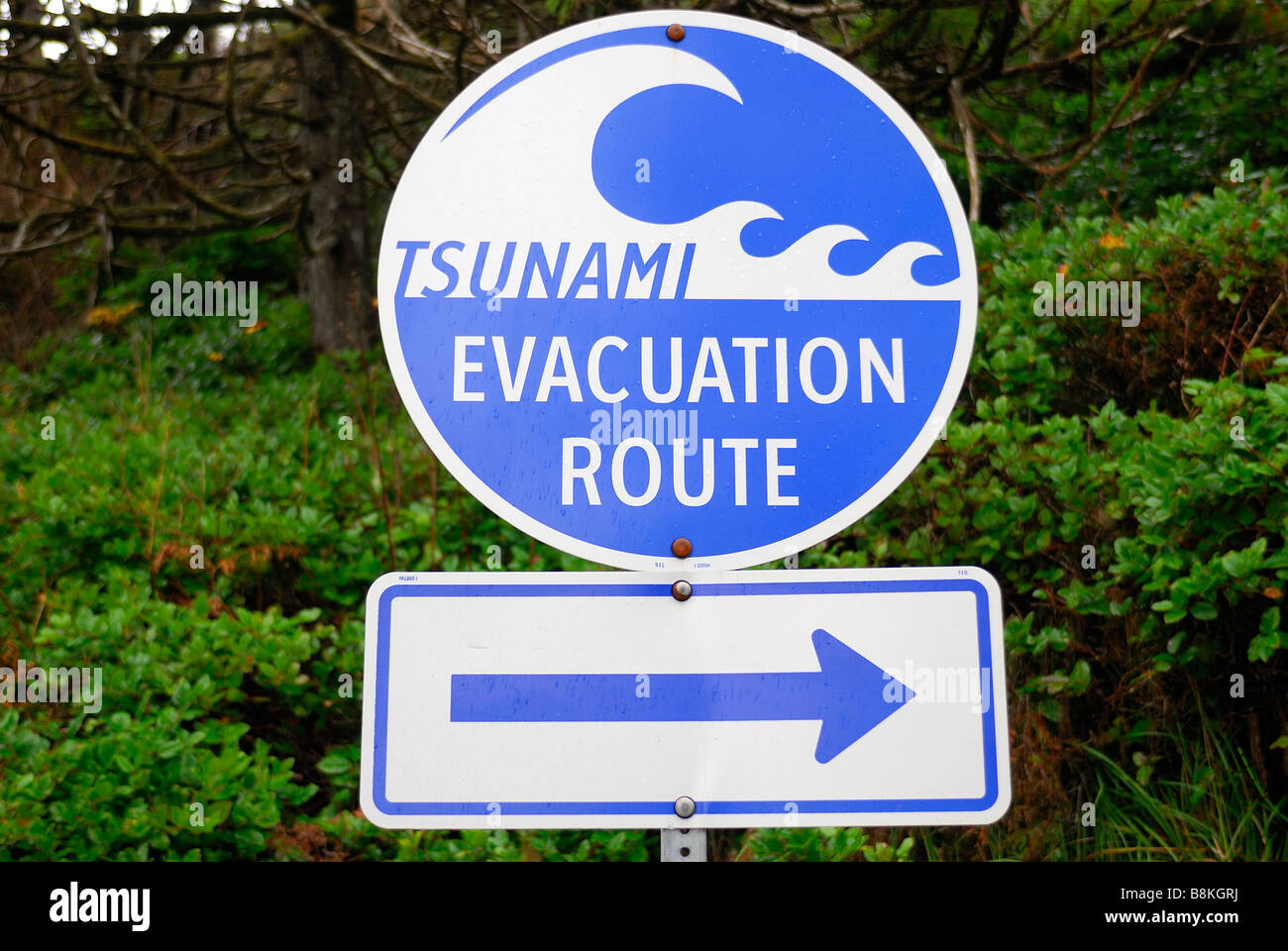 Évacuation tsunami écrire sur un signe de circulation bleu Banque D'Images