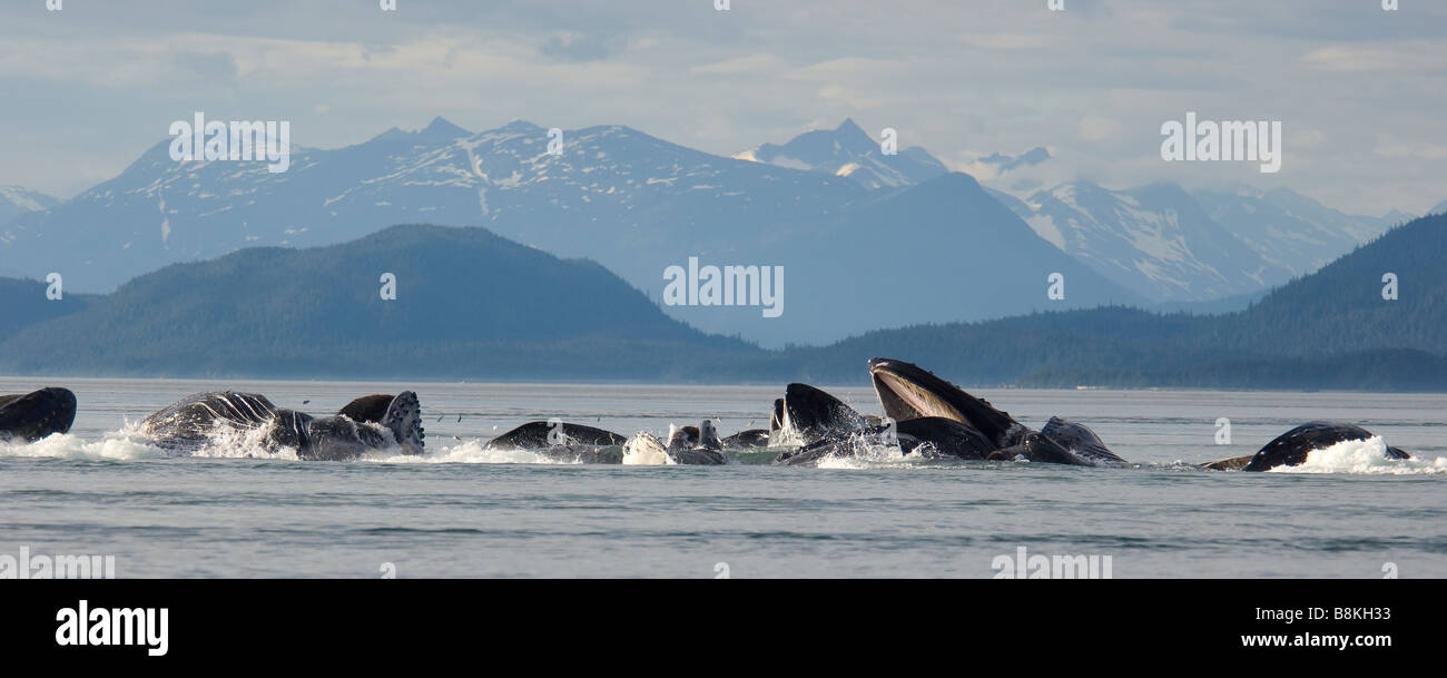 Les baleines à bosse sur une jambe bulle d'alimentation alimentation net Megaptera novaeangliae sud-est de l'Alaska Banque D'Images