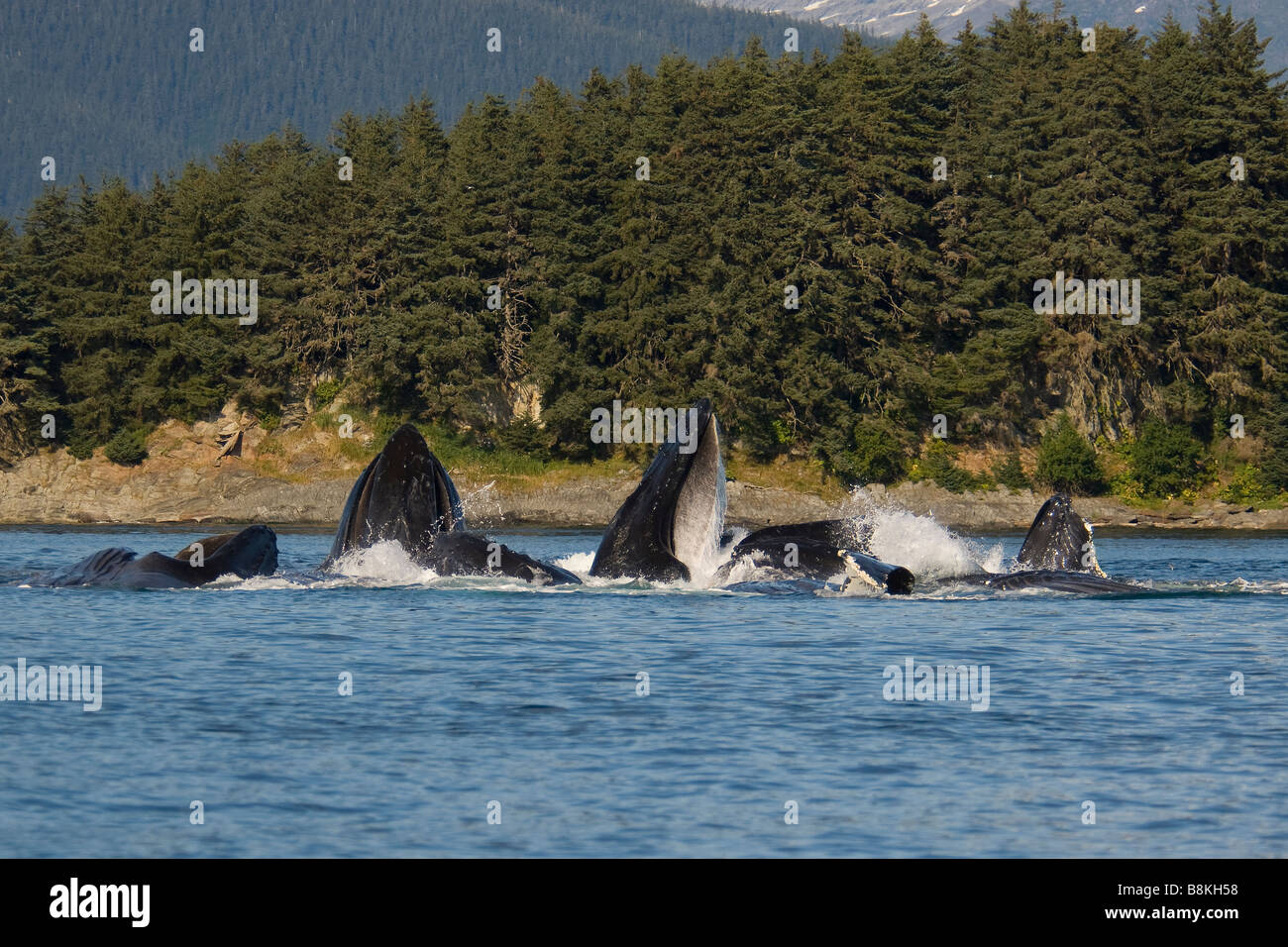 Les baleines à bosse sur une jambe bulle d'alimentation alimentation net Megaptera novaeangliae sud-est de l'Alaska Banque D'Images