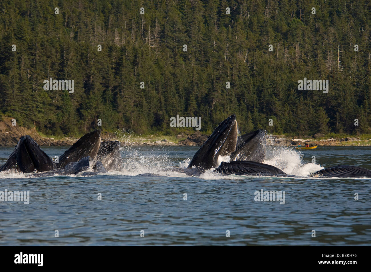 Les baleines à bosse sur une jambe bulle d'alimentation alimentation net Megaptera novaeangliae sud-est de l'Alaska Banque D'Images