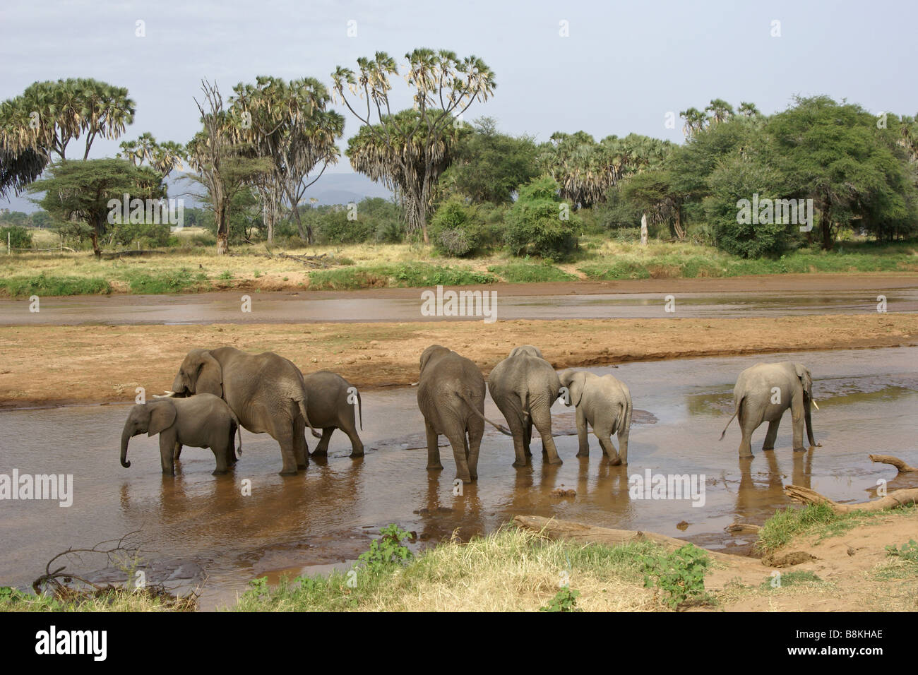 Les éléphants d'alcool au sein d'Ewaso (Uaso Nyiro), Samburu, Kenya Banque D'Images