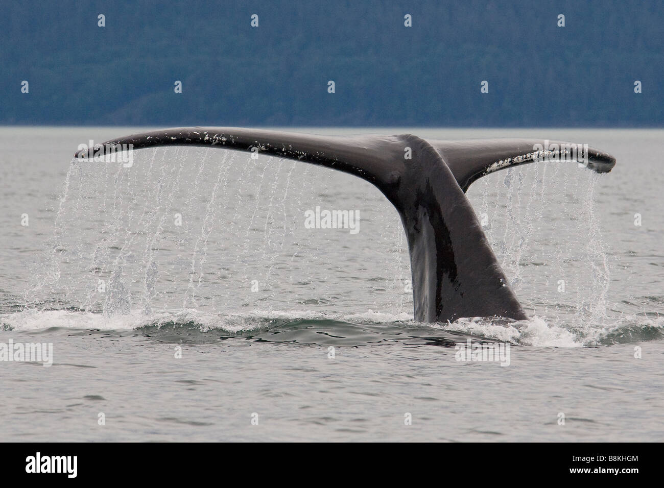 Queue de baleine à bosse Megaptera novaeangliae Fluke le sud-est de l'Alaska Banque D'Images