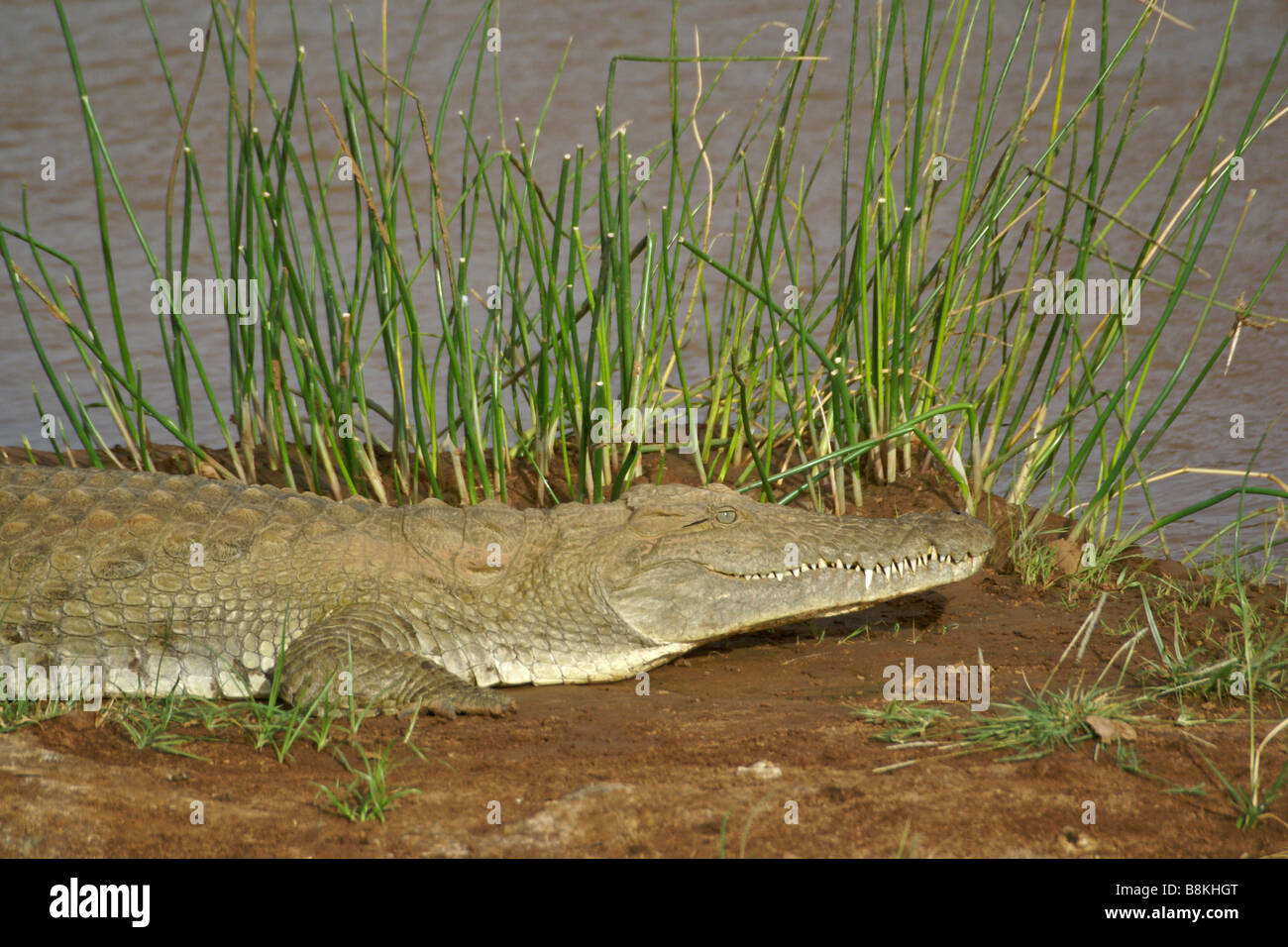 Crocodile du Nil se chauffer au soleil sur les bords de la rivière, Samburu, Kenya Banque D'Images