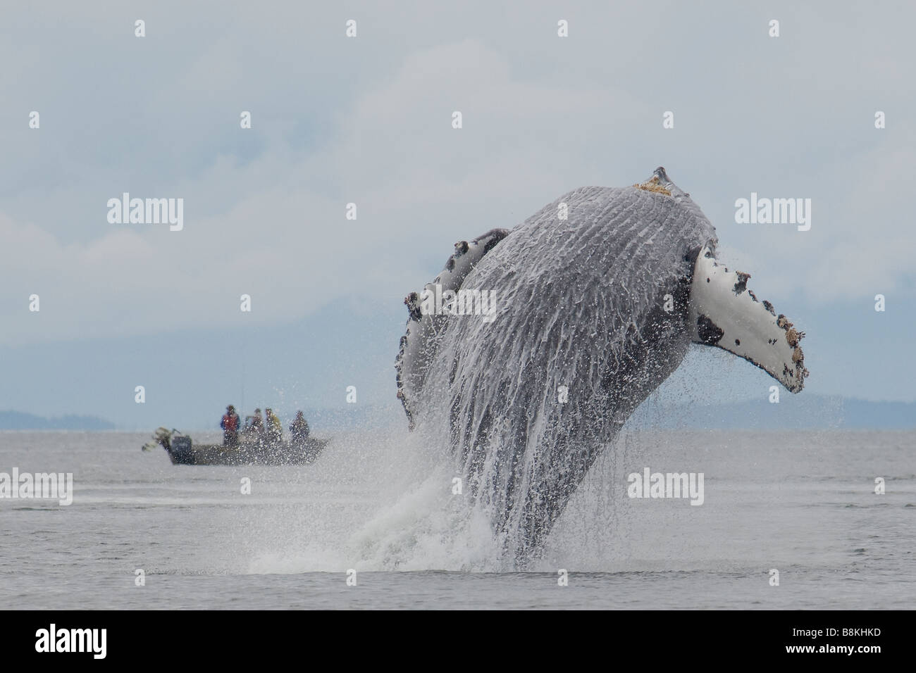 Violer Baleine à bosse Megaptera novaeangliae sud-est de l'Alaska Banque D'Images