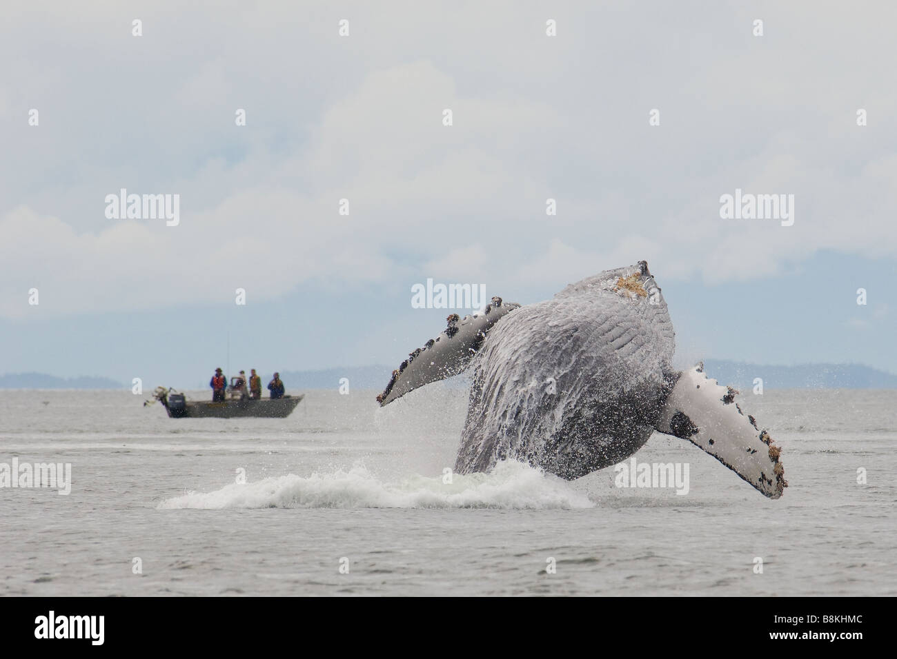 Violer Baleine à bosse Megaptera novaeangliae sud-est de l'Alaska Banque D'Images